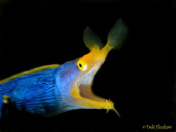 "Out of the Shadows"  Blue Ribbon Eel by Debi Henshaw 